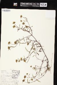 Bidens connata image