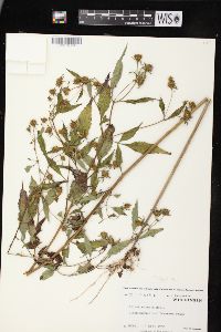 Bidens connata image