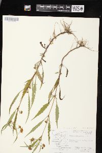 Bidens connata image