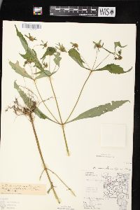 Bidens connata image