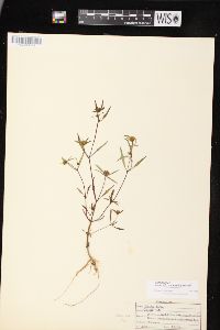 Bidens connata image