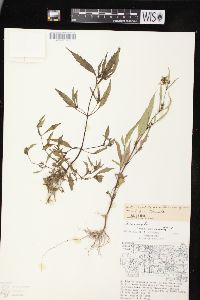 Bidens connata image