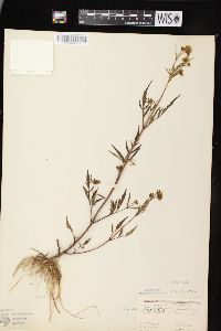 Bidens connata image