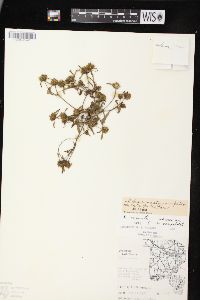 Bidens connata image