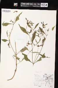 Bidens connata image