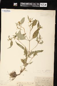 Bidens connata image