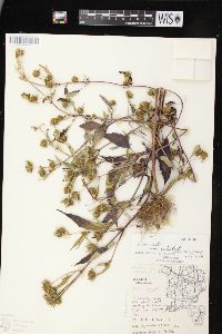 Bidens connata image