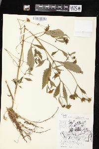 Bidens connata image