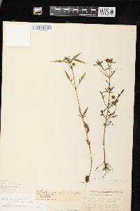 Bidens connata image