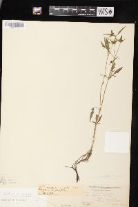 Bidens connata image