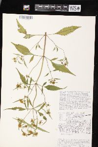 Bidens connata image