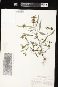 Bidens connata image