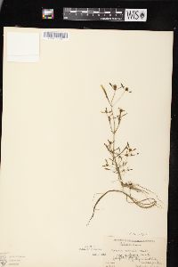 Bidens connata image