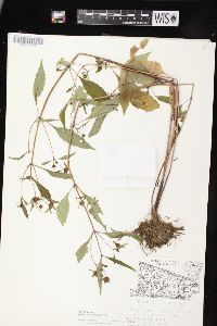 Bidens connata image