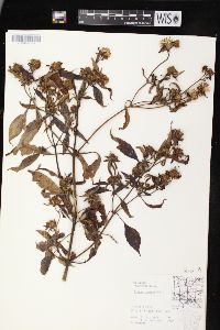 Bidens connata image