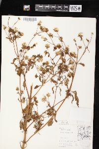 Bidens connata image