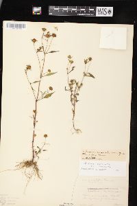 Bidens connata image