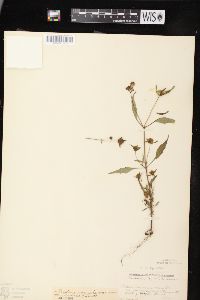 Bidens connata image