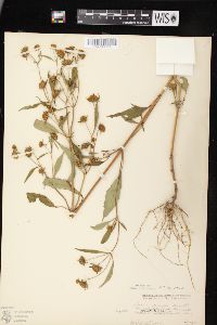 Bidens connata image