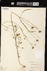 Bidens connata image