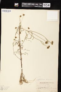 Bidens connata image