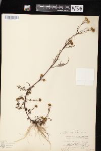 Bidens connata image