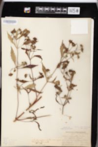 Bidens connata image