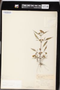 Bidens connata image