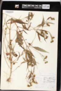 Bidens connata image