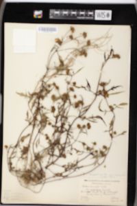 Bidens connata image