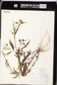 Bidens connata image