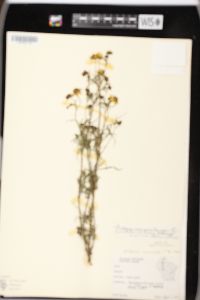 Bidens trichosperma image