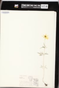 Bidens trichosperma image