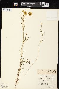 Bidens trichosperma image