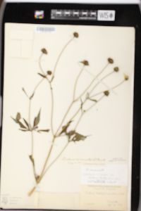 Bidens trichosperma image