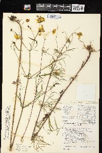 Bidens trichosperma image