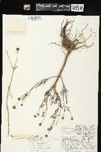 Bidens trichosperma image