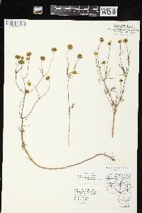 Bidens trichosperma image