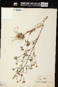 Bidens discoidea image