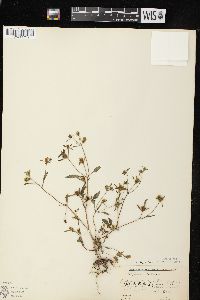 Bidens discoidea image