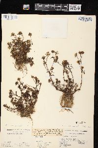 Bidens connata image