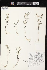 Bidens connata image