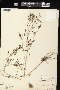 Bidens discoidea image