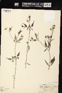 Bidens discoidea image