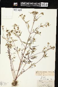 Bidens discoidea image