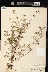 Bidens discoidea image