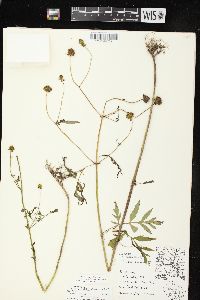 Bidens discoidea image