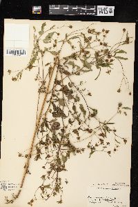 Bidens discoidea image