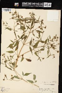 Bidens discoidea image