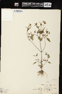 Bidens discoidea image